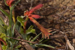 Anigozanthos humilis