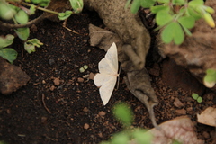 Cyclophora maderensis