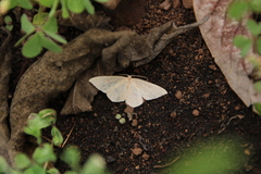 Cyclophora maderensis