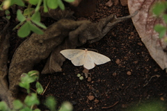 Cyclophora maderensis