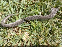 Dasypeltis scabra