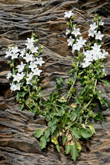 Campanula crispa