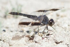 Brachythemis impartita