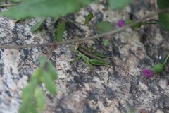 Pseudoxya diminuta