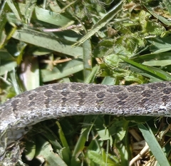 Dasypeltis scabra