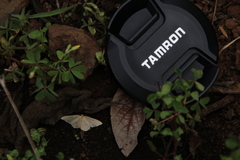 Cyclophora maderensis