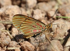 Acraea atolmis