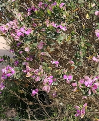 Podalyria burchellii