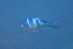 Chromis viridis