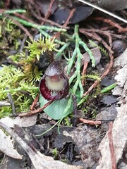 Corybas incurvus