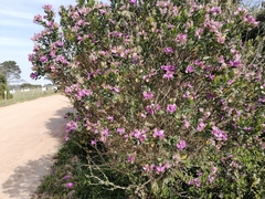 Podalyria burchellii