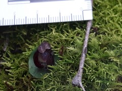 Corybas incurvus
