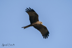 Milvus migrans parasitus