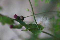 Eysarcoris guttigerus