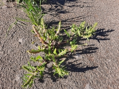 Rumex maritimus