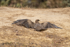 Milvus migrans parasitus