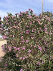 Podalyria burchellii