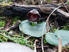 Corybas incurvus