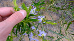 Scaevola
