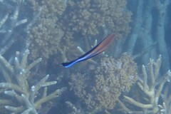 Labroides dimidiatus