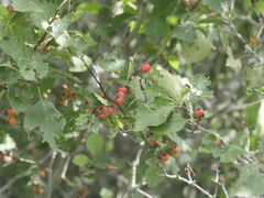 Crataegus chrysocarpa