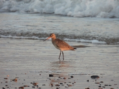 Limosa lapponica