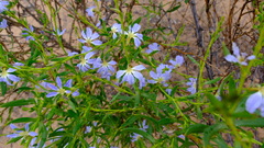 Scaevola
