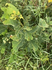 Quercus prinoides