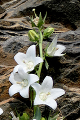 Campanula crispa