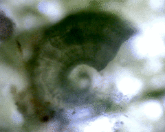 Spirorbis