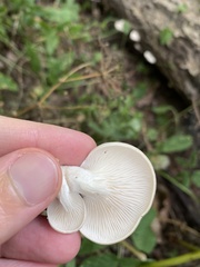 Pleurotus cornucopiae