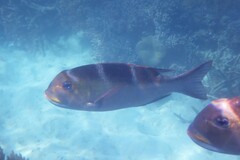 Monotaxis grandoculis