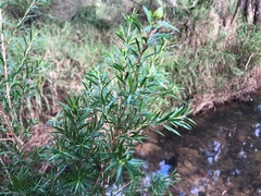 Melaleuca bracteata