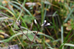 Saussurea parviflora
