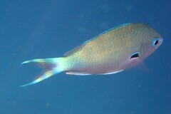 Chromis atripectoralis