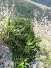 Dendrobium speciosum