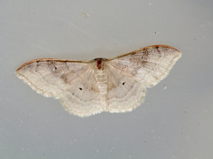 Idaea degeneraria