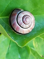 Cepaea nemoralis