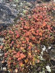 Potentilla hyparctica