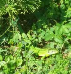 Lacerta bilineata