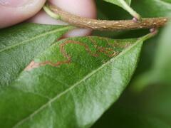 Stigmella betulicola