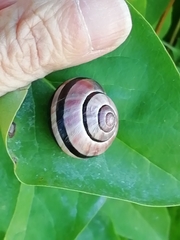 Cepaea nemoralis