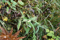 Saussurea parviflora
