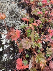 Potentilla hyparctica