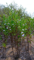 Scaevola