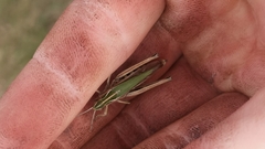 Omocestus viridulus