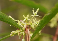 Tasmannia lanceolata