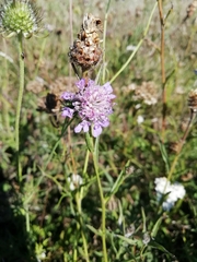 Dipsacoideae