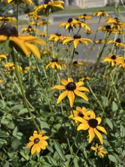 Rudbeckia