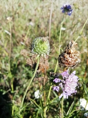 Dipsacoideae